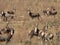 A herd of Blesbuck antelope standing in a dried out long grass field landscape in South African bushveld