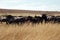 A herd of blue wildebeest bridled Gnu