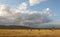 Herd of Blue wildebeest (Connochaetes taurinus)