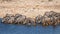 A herd of blue wildebeest Connochaetes taurinus drinking at the Okaukuejo waterhole, Etosha National Park, Namibia.