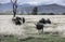 Herd of blue wildebeest grazing African savannah