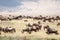 Herd of Blue Wildebeest in the Nogorongoro Crater