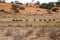 A herd of blue wildebeests Connochaetes taurinus calmly walking in dry grass and red Kalahari desert sand