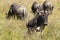 Herd of blue wildebeests grazing