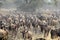 Herd of blue wildebeests during the great migration