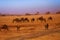 Herd of blue wildebeests during Great Migration