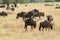 Herd of blue wildebeests moving