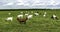 A herd of boer goats.