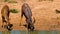 A Herd of Bongos at a Watering Hole, Wild Animal, Wild Nature, Wildlife