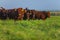 Herd of Bonsmara cows with their calves