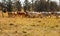 Herd of Brahman beef cattle moving across paddock