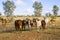 Herd of Brahman Cattle in Outback Queensland