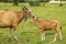 A herd of bright tropical Asian cows grazing on green grass. Big cow with calf