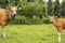 A herd of bright tropical Asian cows grazing on green grass. Big cow with calf