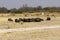 Herd of Brindled Gnus or Wildebeest
