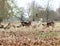 Herd of British Deer grazing in woodland. Kent, UK.