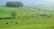 Herd of British Friesian cows grazing on a farmland