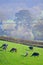 Herd of British Friesian cows grazing on a farmland