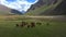 A herd of brown and black horses in the alpine meadows.