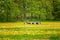 Herd of brown and black Lakenvelder cows in a green meadow with blooming dandelions