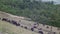 Herd of brown buffaloes walking white birds graze on pasture