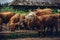 Herd of brown bulls drinking water from the ditch