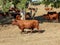 Herd of brown bulls wandering around the countryside