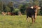 A herd of brown cattle with horns on a meadow in Bavaria