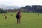 A herd of brown cattle with horns on a meadow in Bavaria