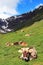 A herd of brown cattle in summer in the Alps