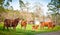 Herd of Brown Cows