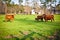 Herd of Brown Cows