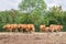 Herd of brown cows with calves in meadow