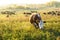 A herd of brown cows at dawn.