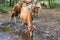 A herd of brown cows drinking water from a puddle in the forest. Asturias, Spain