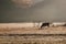 herd of brown cows grazes in the meadow at dawn. Dawn on a pasture in the fog  in the rays of the sun. Animal sanctuary  early