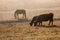 herd of brown cows grazes in the meadow at dawn. Dawn on a pasture in the fog  in the rays of the sun. Animal sanctuary  early