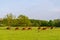 A herd of brown cows grazing in the field