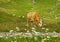 Herd of brown cows grazing on fresh green mountain pastures on the Alpine meadow at summer day.