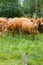 Herd of brown cows grazing and observing in meadow, Europe