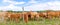 Herd of brown cows in nature