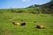 Herd of brown cows relaxing on a green grassland in Covadonga Lakes, Asturias, Spain