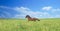 Herd of brown horses against a colorful blue sky and green hills