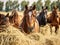 Herd of brown horses eating dry hay