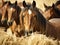 Herd of brown horses eating dry hay