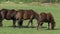 A Herd of Brown Horses Grazing Grass on a Green Lawn on a Sunny Day in Slo-Mo