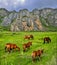 Herd of brown horses grazing in mountain valley near steep cliffs