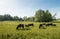 Herd of brown horses grazing in wild nature