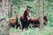 Herd of brown horses walking in the green forest.