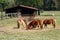 Herd of brown ponies feeding on hay